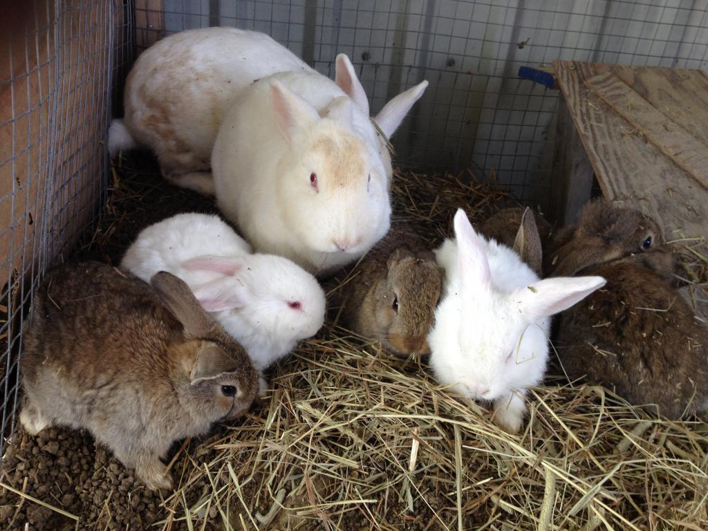 Утепление клеток для кроликов на зиму - компания Панкроль