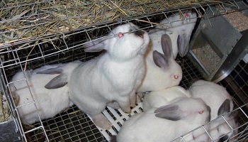 Чем опасны инфекции для кроликов?