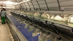 Консультационные услуги по промышленному содержанию и выращиванию кроликов