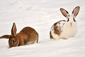 Содержание кроликов на улице в зимнее время года