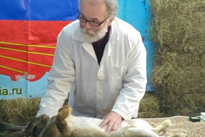 Компания Панкроль посетила выставку породных кроликов