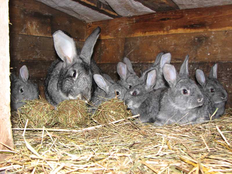 Кролики живут на ферме. Кролики домашние. Сарай для кроликов. Разведение кроликов. Животноводство кролики.