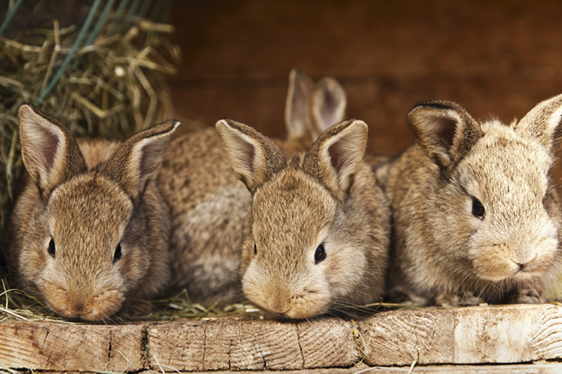 Клетки для кроликов своими руками: инструкции и рекомендации