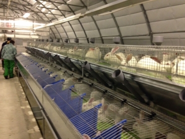 Консультационные услуги по промышленному содержанию и выращиванию кроликов