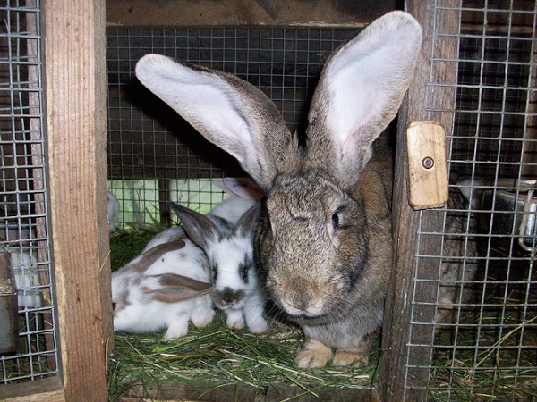 Дезинфекция клеток для кроликов: как и чем обрабатывать?