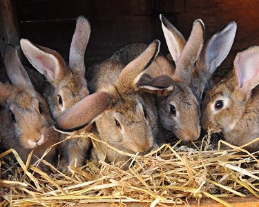 Зимний рацион питания кроликов - компания Панкроль