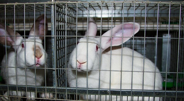 Процесс обеззараживания кроличьих клеток - Панкроль