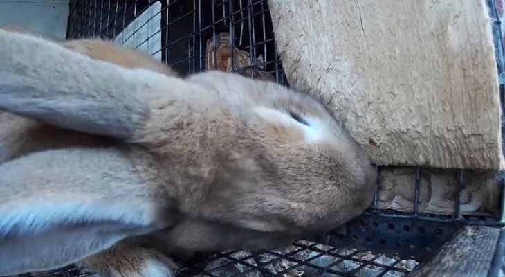 Клетки для кроликов – пошаговая инструкция по выбору и монтажу