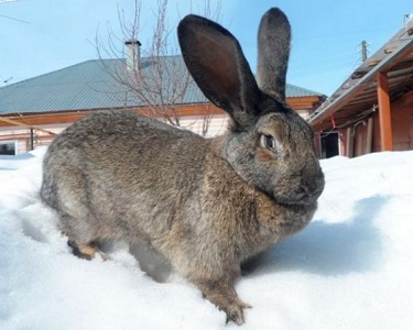 Здоровье кроликов в зимний период - компания Панкроль