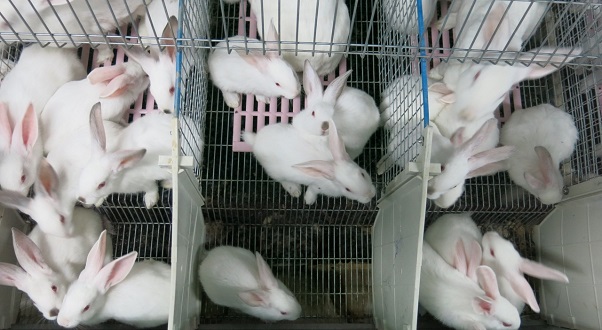Для чего и когда нужна дезинфекция кроличьих клеток? - Панкроль