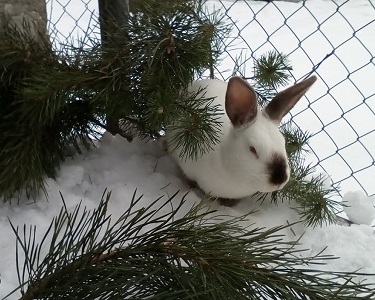 Здоровье кроликов в зимний период - компания Панкроль