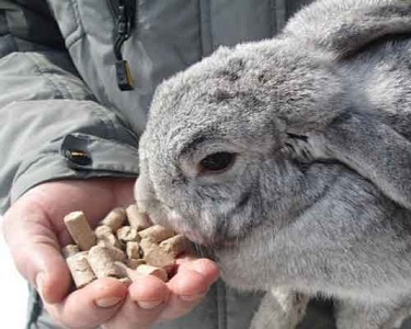Зимний рацион питания кроликов - компания Панкроль