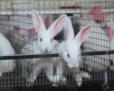 Клетки для кроликов от производителя - компания Панкроль