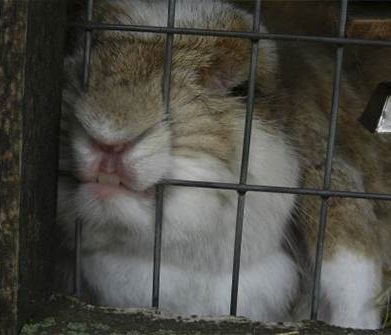 Кролик стачивает зубы - компания "Панкроль"