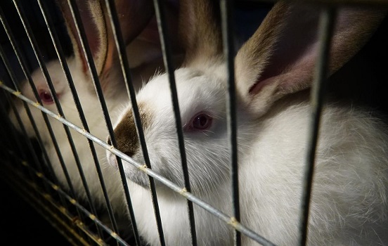 Почему кроликам опасно грызть клетку - компания "Панкроль"