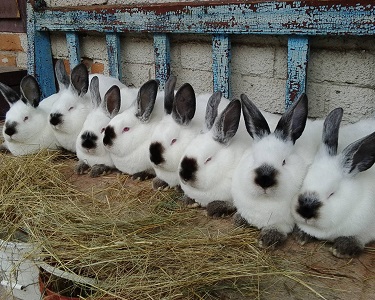 Особенности размножения кроликов в зимний период - компания Панкроль