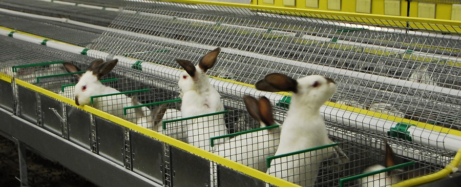 Промышленные клетки для кроликов - компания Панкроль
