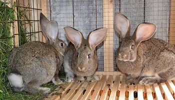 Чем опасны инфекции для кроликов? - Панкроль