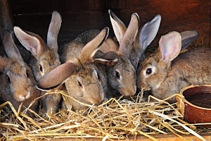 В Ивановской области появится кроличья ферма