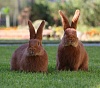 В 2021 году в Челябинскую область ввезли более 200 кроликов элитных пород