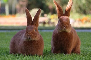 В 2021 году в Челябинскую область ввезли более 200 кроликов элитных пород