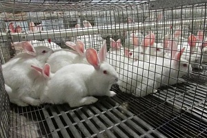 В Подольске появится кроличья ферма